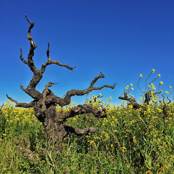 Bechthold Cinsault resize